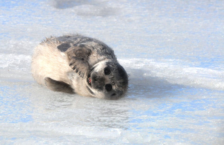 Lake Saimaa &amp; Saimaa Ringed Seals, Eastern Finland, Finland